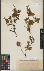 Foto von Salix waldsteiniana Willd.